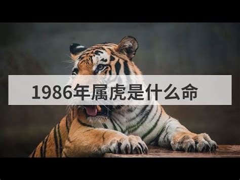 1986屬虎五行|1986年生人運勢預測